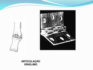ARTICULAÇÃO
  GÍNGLIMO
 
