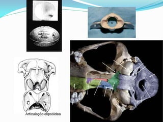 Articulação elipsóidea
 