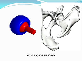 ARTICULAÇÃO ESFERÓIDEA
 
