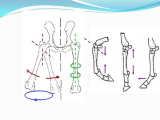 Sistema Articular (Anatomia Veterinária)