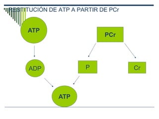 Sistema ATP o PC Explica el metodo de obtencion de enrgia resumido | PDF