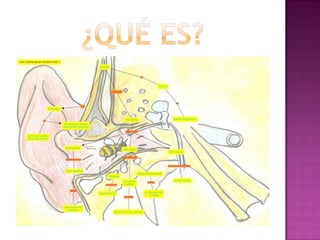 ¿Qué ES?El sistema auditivo es el conjunto de órganos que hacen posible el sentido del oído en un ser vivo, es decir, lo facultan para ser sensible a los sonidos.