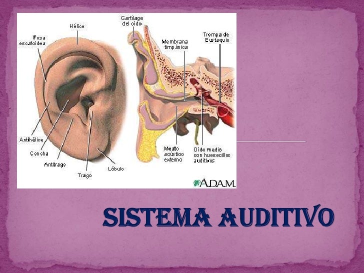 Sistema auditivo