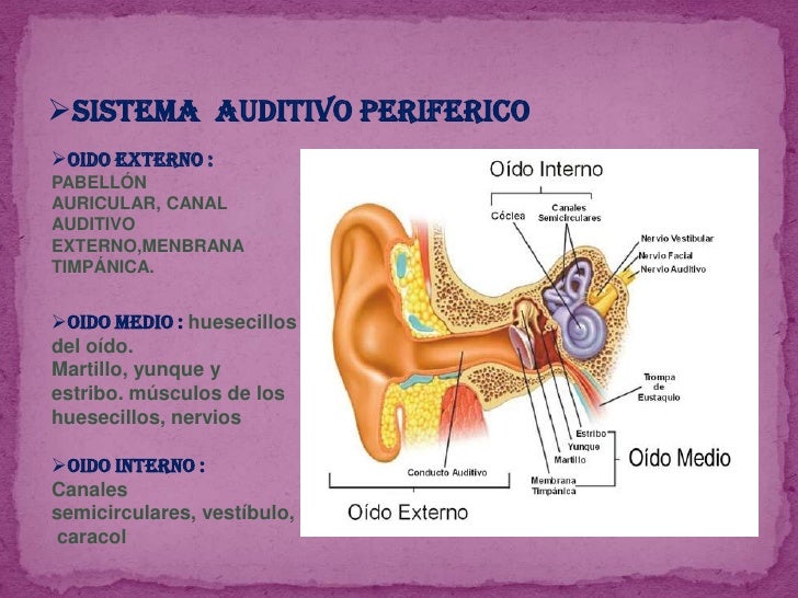 Sistema auditivo
