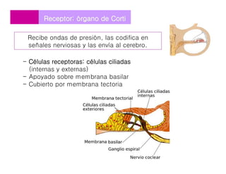 - Células receptoras: células ciliadas
(internas y externas)
- Apoyado sobre membrana basilar
- Cubierto por membrana tectoria
Receptor:Receptor: óórgano de Cortirgano de Corti
Recibe ondas de presión, las codifica en
señales nerviosas y las envía al cerebro.
 