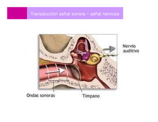 Transducción señal sonora – señal nerviosa
 