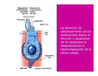 La dirección de
desplazamiento de los
estereocilios (hacia el
kinocilio o alejándose
de él) determina la
despolarización o
hiperpolarización de la
célula ciliada.
 