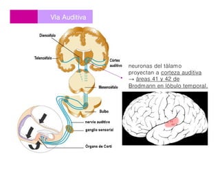VVíía Auditivaa Auditiva
neuronas del tálamo
proyectan a corteza auditiva
→ áreas 41 y 42 de
Brodmann en lóbulo temporal.
 