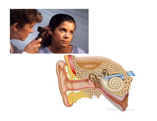 8vo par: nervio auditivo o
vestíbulococlear (transporta
información de sistemas
vestibular y auditivo).
Conformado por dos...