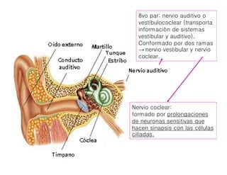 Nervio coclear:
formado por prolongaciones
de neuronas sensitivas que
hacen sinapsis con las células
ciliadas.
 