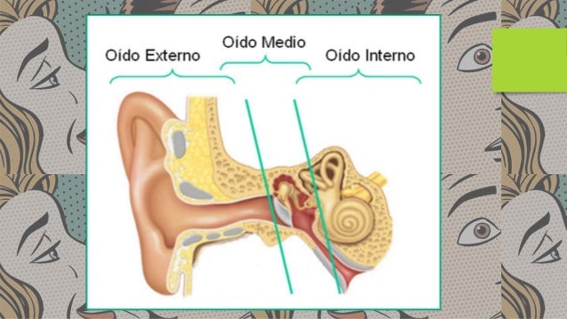 Sistema auditivo