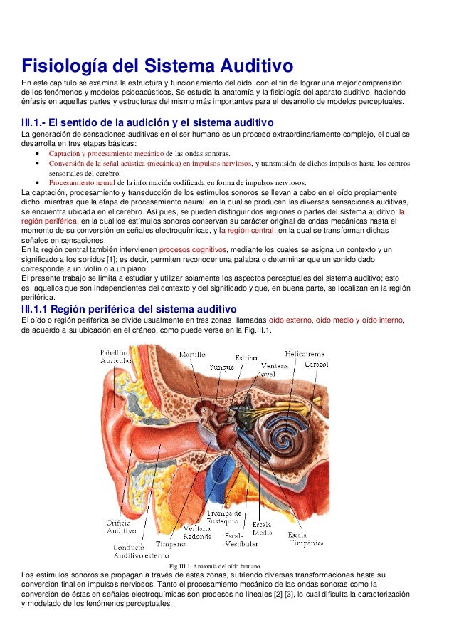 Sistema auditivo