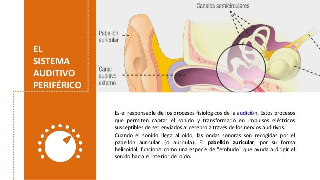 Sistema auditivo