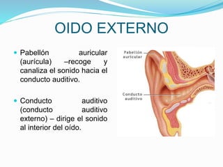 OIDO EXTERNO
 Pabellón auricular
(aurícula) –recoge y
canaliza el sonido hacia el
conducto auditivo.
 Conducto auditivo
(conducto auditivo
externo) – dirige el sonido
al interior del oído.
 
