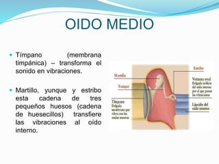 OIDO MEDIO
 Tímpano (membrana
timpánica) – transforma el
sonido en vibraciones.
 Martillo, yunque y estribo
esta cadena de tres
pequeños huesos (cadena
de huesecillos) transfiere
las vibraciones al oído
interno.
 