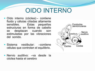 OIDO INTERNO
 Oído interno (cóclea):– contiene
fluido y células ciliadas altamente
sensibles. Estas pequeñas
estructuras en forma de cabello
se desplazan cuando son
estimuladas por las vibraciones
del sonido.
 Sistema vestibular: –contiene
células que controlan el equilibrio.
 Nervio auditivo: –va desde la
cóclea hasta el cerebro
 