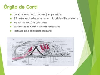Órgão de Corti
 Localizado no ducto coclear (rampa média)
 3 fl. células ciliadas externas e 1 fl. célula ciliada interna
 Membrana tectória gelatinosa
 Bastonetes de Corti e lâminas reticulares
 Inervado pelo oitavo par craniano
 