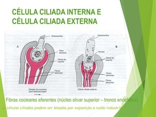 CÉLULA CILIADA INTERNA E
CÉLULA CILIADA EXTERNA
Fibras cocleares eferentes (núcleo olivar superior – tronco encefálico)
As células ciliadas podem ser lesadas por exposição a ruído industrial
 