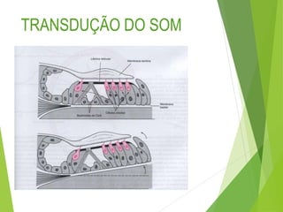 TRANSDUÇÃO DO SOM
 
