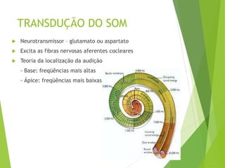 TRANSDUÇÃO DO SOM
 Neurotransmissor – glutamato ou aspartato
 Excita as fibras nervosas aferentes cocleares
 Teoria da localização da audição
- Base: freqüências mais altas
- Ápice: freqüências mais baixas
 