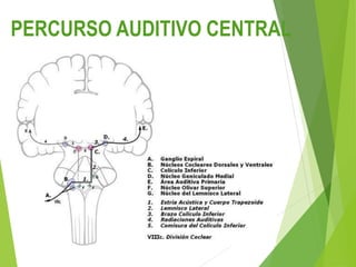 PERCURSO AUDITIVO CENTRAL
 