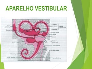 APARELHO VESTIBULAR
 