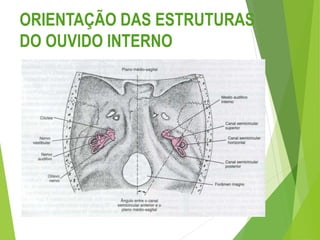 ORIENTAÇÃO DAS ESTRUTURAS
DO OUVIDO INTERNO
 