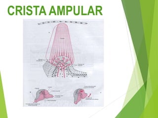 CRISTA AMPULAR
 