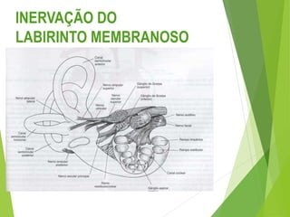 INERVAÇÃO DO
LABIRINTO MEMBRANOSO
 