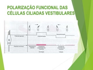 POLARIZAÇÃO FUNCIONAL DAS
CÉLULAS CILIADAS VESTIBULARES
 