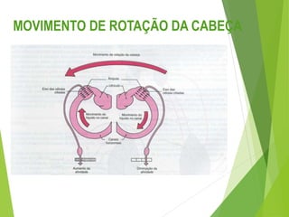 MOVIMENTO DE ROTAÇÃO DA CABEÇA
 