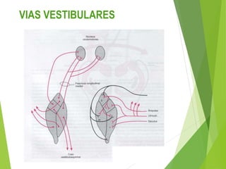 VIAS VESTIBULARES
 