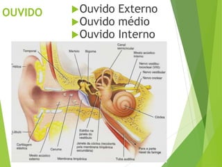 OUVIDO Ouvido Externo
Ouvido médio
Ouvido Interno
 