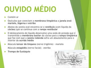 OUVIDO MÉDIO
 Contém ar
 Ossículos que conectam a membrana timpânica a janela oval:
martelo, bigorna e estribo
 Abaixo da janela oval encontra-se o vestíbulo (com líquido da
cóclea) que se continua com a rampa vestibular
 O deslocamento do líquido desenvolve uma onda de pressão que é
transmitida a membrana basilar da cóclea para a rampa timpânica
que faz com que a janela redonda sofra um abaulamento para o
interior do ouvido médio
 Músculo tensor do tímpano (nervo trigêmio) – martelo
Músculo estapédio (nervo facial) – estribo
 Trompa de Eustáquio
 