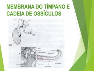 MEMBRANA DO TÍMPANO E
CADEIA DE OSSÍCULOS
 