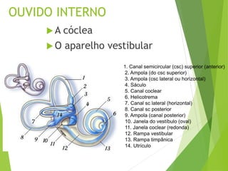 OUVIDO INTERNO
 A cóclea
 O aparelho vestibular
1. Canal semicircular (csc) superior (anterior)
2. Ampola (do csc superior)
3. Ampola (csc lateral ou horizontal)
4. Sáculo
5. Canal coclear
6. Helicotrema
7. Canal sc lateral (horizontal)
8. Canal sc posterior
9. Ampola (canal posterior)
10. Janela do vestíbulo (oval)
11. Janela coclear (redonda)
12. Rampa vestibular
13. Rampa timpânica
14. Utrículo
 