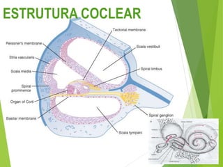 ESTRUTURA COCLEAR
 