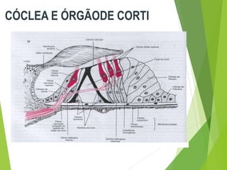 CÓCLEA E ÓRGÃODE CORTI
 