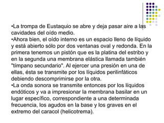 •La trompa de Eustaquio se abre y deja pasar aire a las
cavidades del oído medio.
•Ahora bien, el oído interno es un espacio lleno de líquido
y está abierto sólo por dos ventanas oval y redonda. En la
primera tenemos un pistón que es la platina del estribo y
en la segunda una membrana elástica llamada también
"tímpano secundario". Al ejercer una presión en una de
ellas, ésta se transmite por los líquidos perilinfáticos
debiendo descomprimirse por la otra.
•La onda sonora se transmite entonces por los líquidos
endóticos y va a impresionar la membrana basilar en un
lugar específico, correspondiente a una determinada
frecuencia, los agudos en la base y los graves en el
extremo del caracol (helicotrema).
 