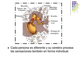    Cada persona es diferente y su cerebro procesa
    las sensaciones también en forma individual.
 