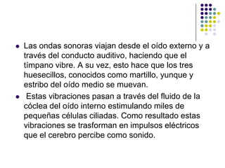    Las ondas sonoras viajan desde el oído externo y a
    través del conducto auditivo, haciendo que el
    tímpano vibre. A su vez, esto hace que los tres
    huesecillos, conocidos como martillo, yunque y
    estribo del oído medio se muevan.
    Estas vibraciones pasan a través del fluido de la
    cóclea del oído interno estimulando miles de
    pequeñas células ciliadas. Como resultado estas
    vibraciones se trasforman en impulsos eléctricos
    que el cerebro percibe como sonido.
 