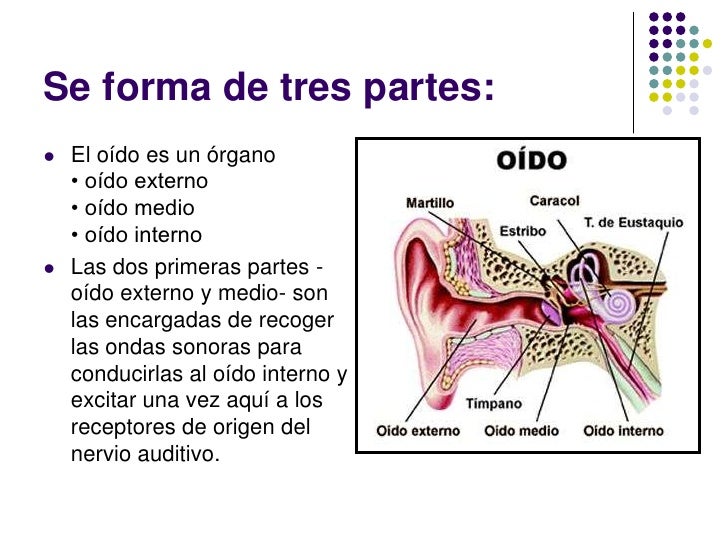 Sistema auditivo clase i