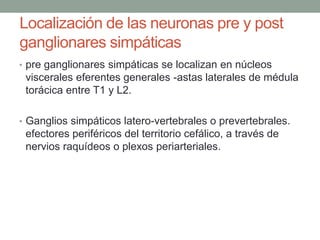 Localización de las neuronas pre y post
ganglionares simpáticas
• pre ganglionares simpáticas se localizan en núcleos
viscerales eferentes generales -astas laterales de médula
torácica entre T1 y L2.
• Ganglios simpáticos latero-vertebrales o prevertebrales.
efectores periféricos del territorio cefálico, a través de
nervios raquídeos o plexos periarteriales.
 