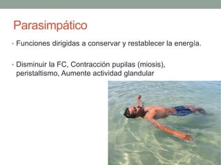Parasimpático
• Funciones dirigidas a conservar y restablecer la energía.
• Disminuir la FC, Contracción pupilas (miosis),
peristaltismo, Aumente actividad glandular
 