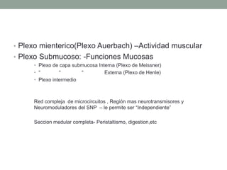 • Plexo mienterico(Plexo Auerbach) –Actividad muscular
• Plexo Submucoso: -Funciones Mucosas
• Plexo de capa submucosa Interna (Plexo de Meissner)
• “ “ “ Externa (Plexo de Henle)
• Plexo intermedio
Red compleja de microcircuitos , Región mas neurotransmisores y
Neuromoduladores del SNP – le permite ser “Independiente”
Seccion medular completa- Peristaltismo, digestion,etc
 