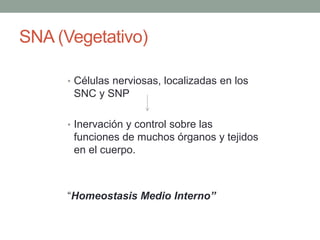 SNA (Vegetativo)
• Células nerviosas, localizadas en los
SNC y SNP
• Inervación y control sobre las
funciones de muchos órganos y tejidos
en el cuerpo.
“Homeostasis Medio Interno”
 