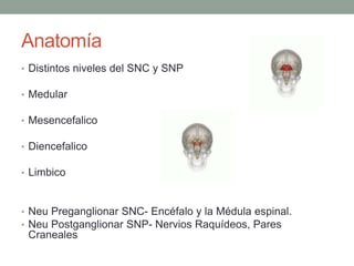 Anatomía
• Distintos niveles del SNC y SNP
• Medular
• Mesencefalico
• Diencefalico
• Limbico
• Neu Preganglionar SNC- Encéfalo y la Médula espinal.
• Neu Postganglionar SNP- Nervios Raquídeos, Pares
Craneales
 