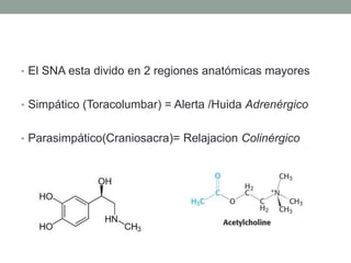 • El SNA esta divido en 2 regiones anatómicas mayores
• Simpático (Toracolumbar) = Alerta /Huida Adrenérgico
• Parasimpático(Craniosacra)= Relajacion Colinérgico
 