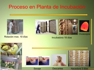 Proceso en Planta de Incubación
Rotación max. 10 días Incubadora 18 días
Nacedora 3 díasDescartesSexaje
Ovoscopía
 