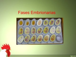 Fases Embrionarias
 